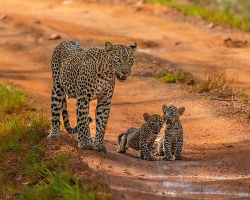 Explore Sri Lanka's Top National Parks & Wildlife Safari Destinations