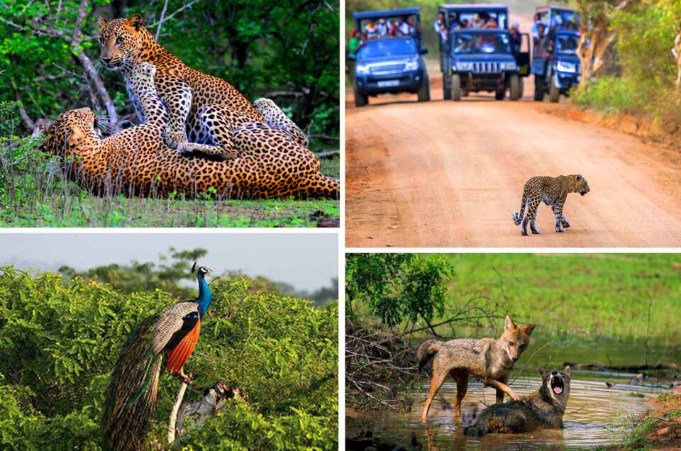 Popular National Parks in Sri Lanka